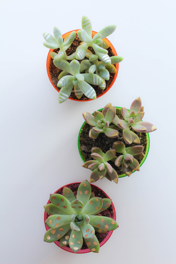 DIY Gilded Succulents