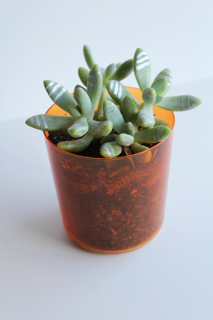 DIY Gilded Succulents