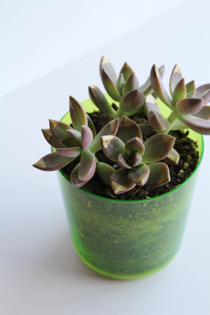 DIY Gilded Succulents