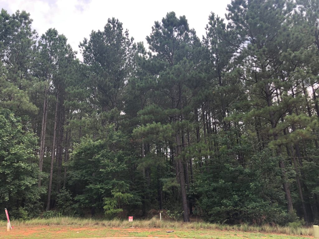 Our Charlotte Build: Buying Land