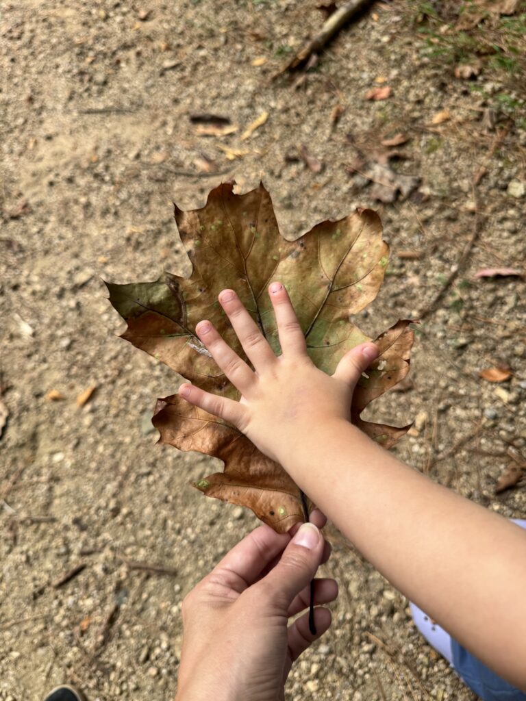 A child's hand resting on a large fallen brown oak leaf during a fall nature walk.