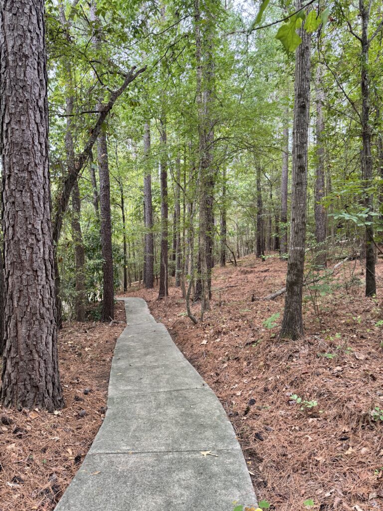A winding paved nature trail surrounded by tall trees, fallen pine needles, and pinecones in an autumn woodland.